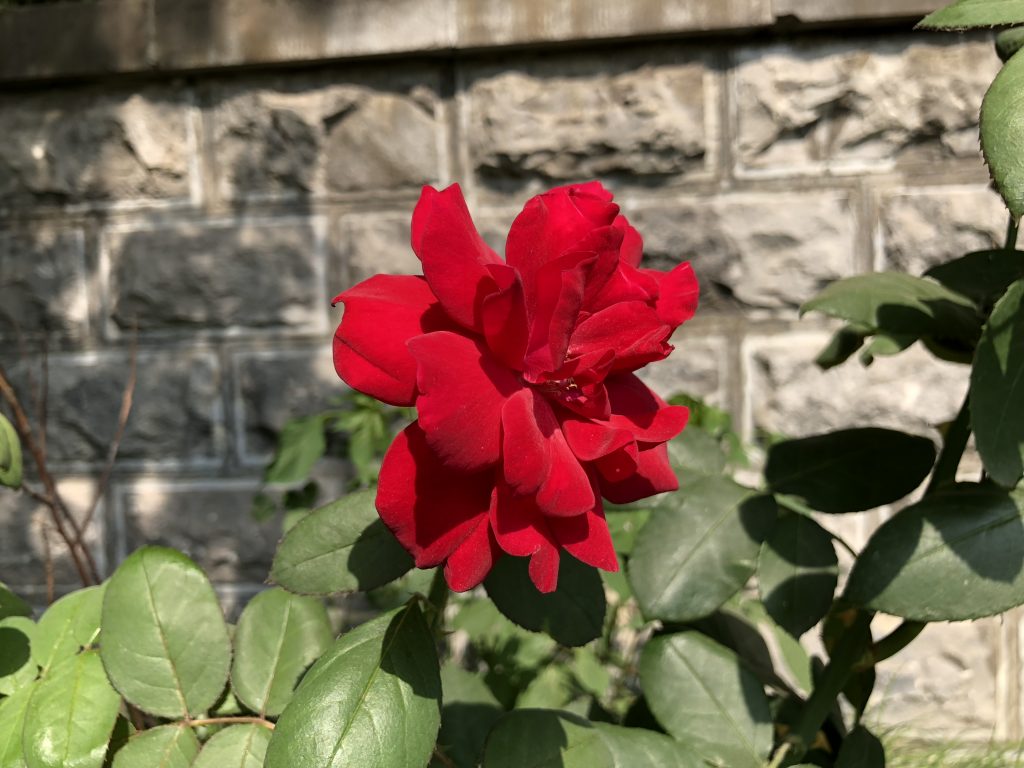 iPhone X样张