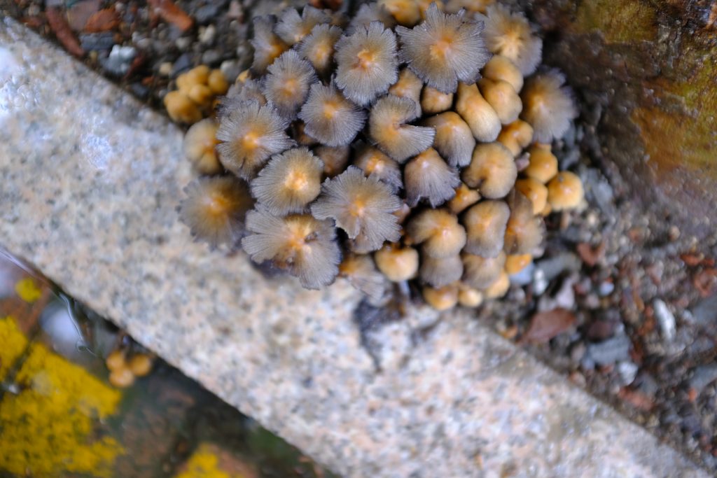 雨中样张