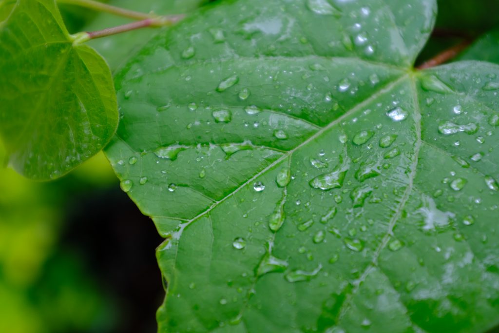 雨中样张
