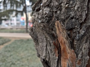 Lumia 950XL样张