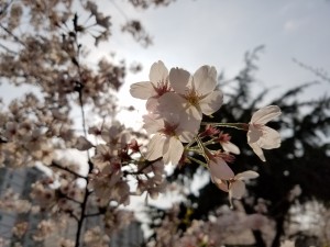 Galaxy S7 edge样张