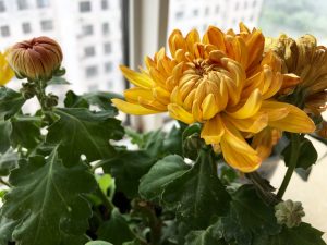 iPhone 6s Plus样张