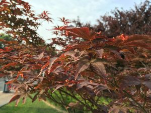 iPhone 6s Plus样张