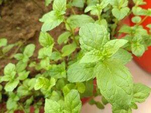 红米3样张